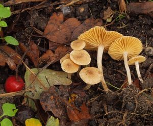 Klikni pro velký obrázek