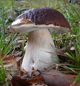 Klikni pro velký obrázek