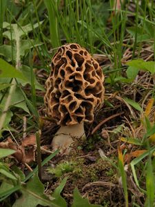 Smrž jedlý - Morchella vulgaris (Pers.) Boud.