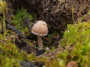 Křehutka opýřená - Psathyrella pennata (Fr.) A. Pearson et Dennis