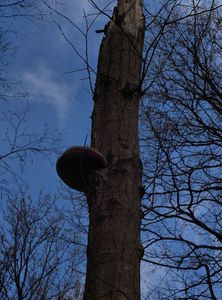 Ohňovec olšový - Phellinus alni (Bondartsev) Parmasto
