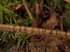 Kresbovka kapradinová - Rhopographus filicinus (Fr.) Nitschke ex Fuckel