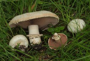 Pečárka opásaná - Agaricus bitorquis (Quél.) Sacc. 1887