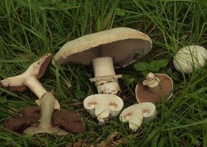 Pečárka opásaná - Agaricus bitorquis