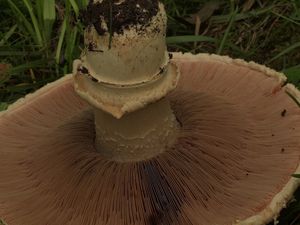 Pečárka opásaná - Agaricus bitorquis