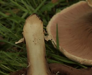 Pečárka opásaná - Agaricus bitorquis