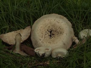 Pečárka opásaná - Agaricus bitorquis (Quél.) Sacc. 1887