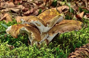 Klikni pro velký obrázek