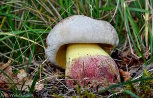 Klikni pro velký obrázek