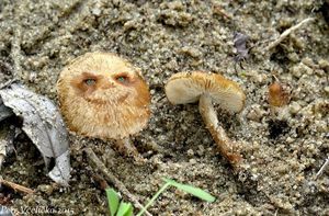 Klikni pro velký obrázek