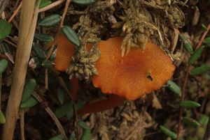 Voskovka vroubkovaná - Hygrocybe coccineocrenata (P.D.Orton) M. M. Moser