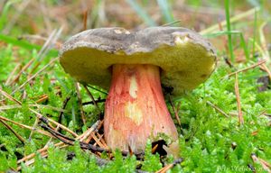 Klikni pro velký obrázek