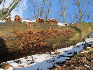 Boltcovitka mozkovitá - Auricularia mesenterica (Dicks.) Pers. 1822
