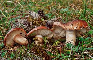 Klikni pro velký obrázek