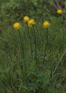 Upolín nejvyšší (Trollius altissimus Crantz)