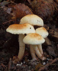 Bedlička Hetierova - Cystolepiota hetieri (Boud.) Singer