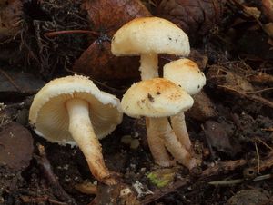 Bedlička Hetierova - Cystolepiota hetieri (Boud.) Singer