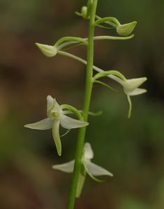 Vemeník dvoulistý (Platanthera bifolia)