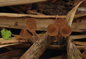 Hlízenka skřípinová - Myriosclerotinia scirpicola (Rehm) N.F.Buchw.