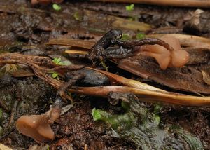 Hlízenka skřípinová - Myriosclerotinia scirpicola (Rehm) N.F.Buchw.