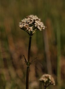 Kozlík dvoudomý (Valeriana dioica L.)