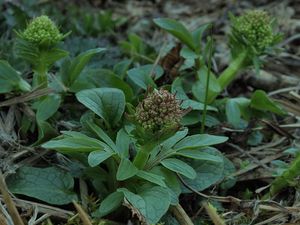 Kozlík dvoudomý (Valeriana dioica L.)