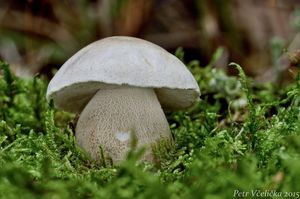 Klikni pro velký obrázek