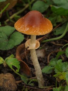 Sametovka Arrheniova - Conocybe arrhenii (Fr.) Kits van Wav.