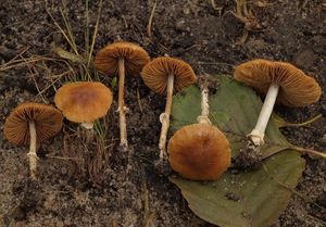 Sametovka Arrheniova - Conocybe arrhenii (Fr.) Kits van Wav.