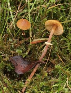 Sametovka Arrheniova - Conocybe arrhenii (Fr.) Kits van Wav.