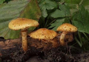 Šupinovka mastná - Pholiota lucifera (Lasch) Quél.