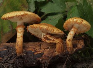 Šupinovka mastná - Pholiota lucifera (Lasch) Quél.