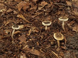 Bedla šedozelenavá - Lepiota griseovirens Maire 1928