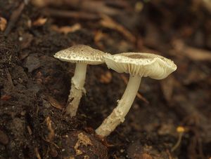 Bedla šedozelenavá - Lepiota griseovirens Maire 1928