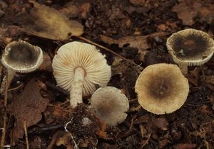 Bedla šedozelenavá - Lepiota griseovirens Maire 1928