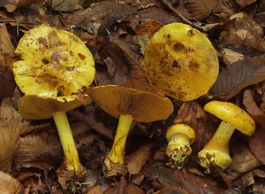 Pavučinec překrásný - Cortinarius splendens Rob. Henry