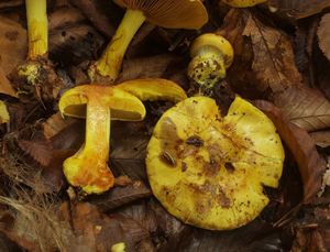 Pavučinec překrásný - Cortinarius splendens Rob. Henry