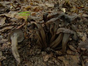 Liška šedá - Cantharellus cinereus