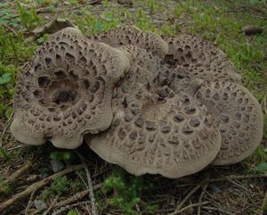 Lošák jelení - Sarcodon imbricatum