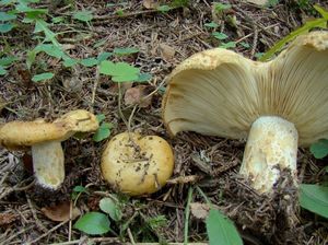 Ryzec ďubkovaný - Lactarius scrobiculatus (Scop.) Fr. 1838