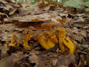 Liška nálevkovitá - Craterellus tubaeformis (Fr.) Quél. 1888