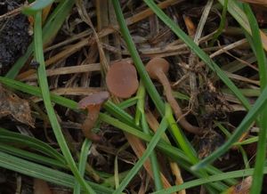 Hlízenka jetelová - Sclerotinia trifoliorum Erikss.