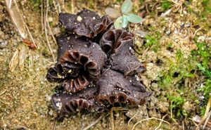 Voskovečka tmavolupenná - Camarophyllopsis phaeophylla (Romagn.) Arnolds 1986