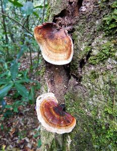 Microporus affinis - Microporus affinis (Blume & T.Nees) Kuntze (1898)