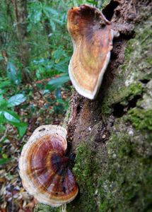 Microporus affinis - Microporus affinis (Blume & T.Nees) Kuntze (1898)