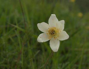 Koniklec alpínský bílý (Pulsatilla alpina subsp. austriaca Aichele et)