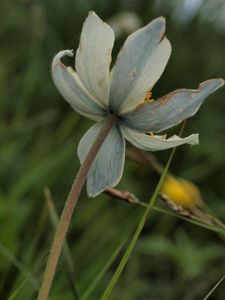 Koniklec alpínský bílý (Pulsatilla alpina subsp. austriaca Aichele et)