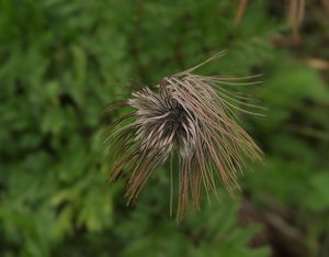 Koniklec alpínský bílý (Pulsatilla alpina subsp. austriaca Aichele et)