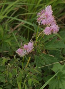 Žluťucha orlíčkolistá (Thelictrum aguilegiifolium L.)