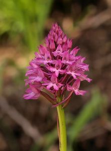 Rudohlávek jehlancovitý (Anacamptis pyramidalis)